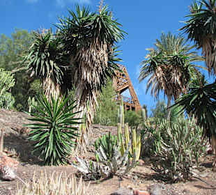 Jardin Botanico de Cactus im Oasispark