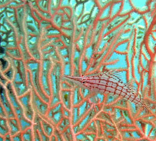 Langnasenbüschelbarsch