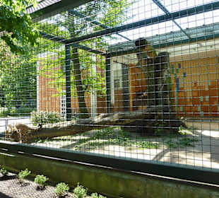 Jaguar Gehege