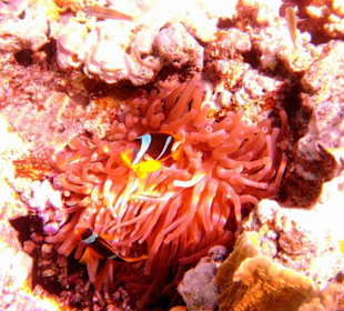 Rotmeer-Anemonenfisch