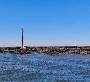 Bootstour Ria Formosa