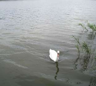 Natur pur