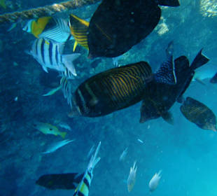 Wunderschöne Fische