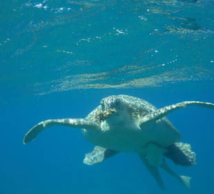 Schildkröte am Strand