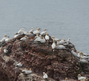 Bei einem Ausflug nach Helgoland