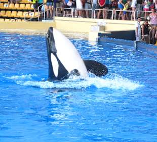 Orca Show