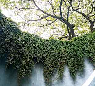 Tree Tunnel Fort Canning Park