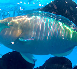 Schnorcheln Hurghada