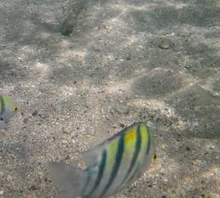 Sharm el Naga
