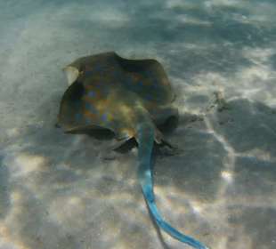 Schnorcheln Sahl Hasheesh