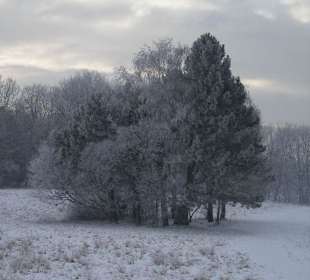 Steinhofgründe im Winter