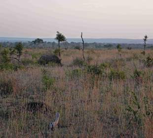 Krüger Nationalpark