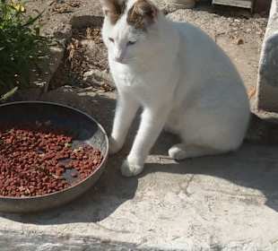 Katze 