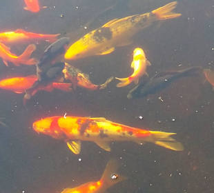 Nahaufnahme sehr schön