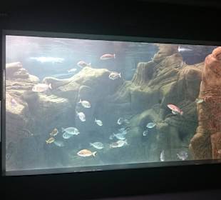 Wandaquarium