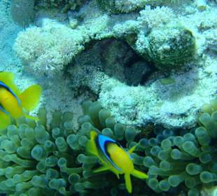 Šnorchlování na domovském útesu