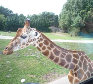 Giraffe nach am Auto