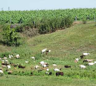 Krajobrazy w trakcie safari