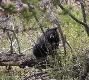 Versteckte Bärenmutter