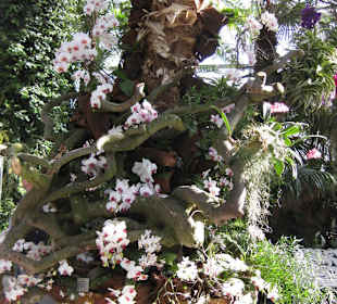 Orchideen Schau auf der Insel