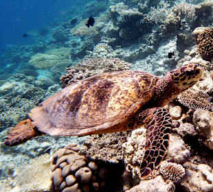 Neugierig wie Schnorchler
