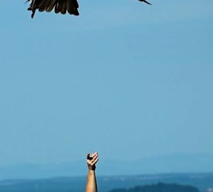 Rotmilan fängt Beute im Flug