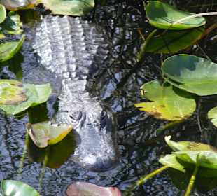 Miami Landgang Everglades