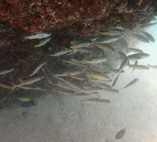 Unterwasserwelt Musandam