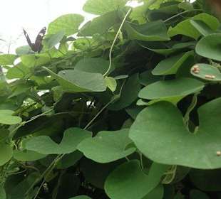 Der ist schwarz und kaum zu sehen