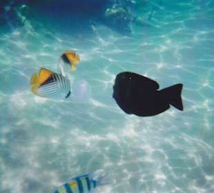 Fische beim Quallen futtern