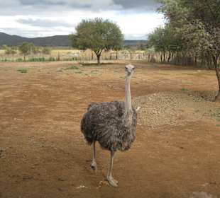 Straußenfarm