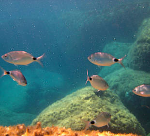 Šnorchlování v oblasti Kalithea