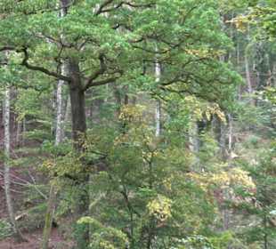 Altwege Rundwanderung Bebenhausen