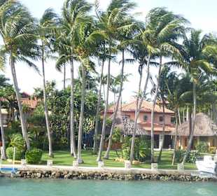 Palm, Star od. Fisher island