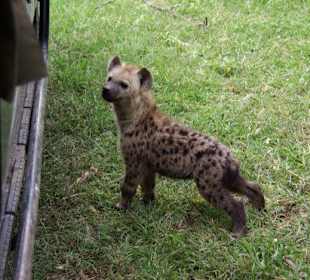 junge Hyäne