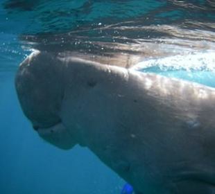 Beim Luftschnappen..