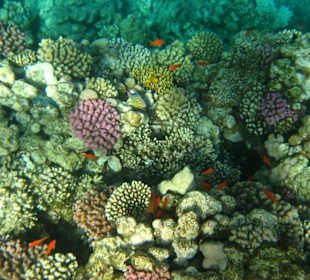 Am Hausriff vom Radisson SAS El Quseir