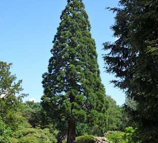 Sommeranfang im Schlossgarten Oldenburg