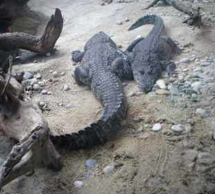 In der Krokodilhalle