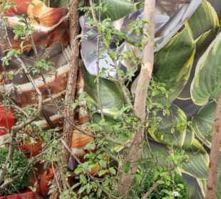 Noch vor dem Rosenhaus