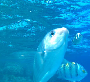 Schnorcheln Hurghada