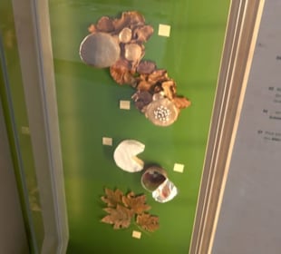 Museum Natur und Mensch