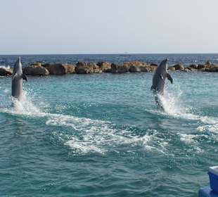 Sea Aquarium - Delfinshow