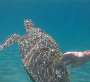 Schnorcheln Marsa Alam