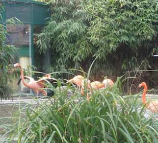 Flamingos