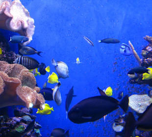 Vielfalt unter Wasser