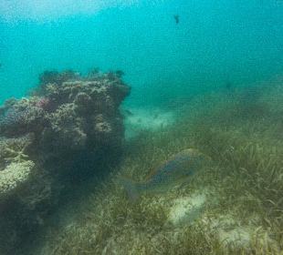 Schnorcheln Soma Bay