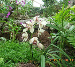 Orchideenhaus