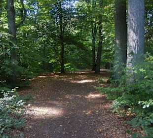 Sachsenwald