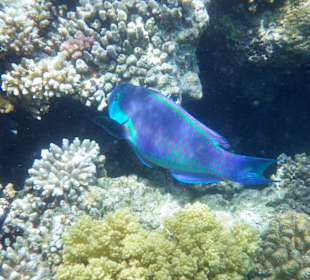 Schnorcheln Lahami 2013